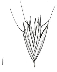 espiguilla